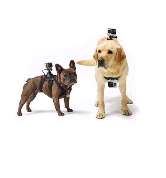 Pet-Mount-Harness-Accessory-Strap_001_IDS-253_640x640.jpg